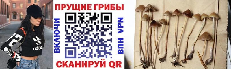 Галлюциногенные грибы мицелий  где можно купить   Тавда 